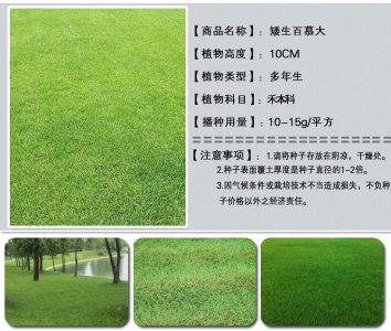 破面防護每平方米草種用量是多少克