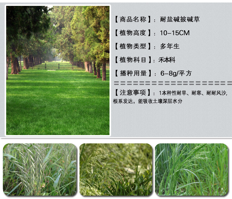 1537970391605595.jpg 耐鹽堿坡堿草1.jpg