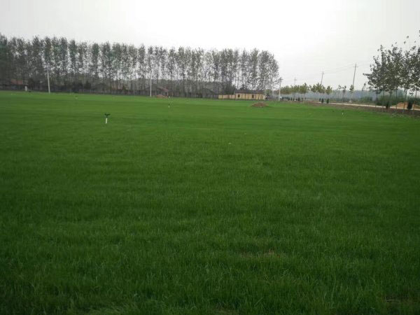 1538026710252023.jpg 多年生黑麥草11.jpg
