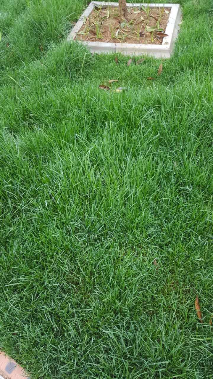 青草2.jpg