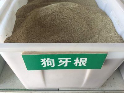 園林草種多少錢一斤