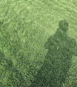 公園草種多少錢一斤？
