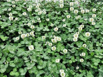 白三葉用什么除草劑？
