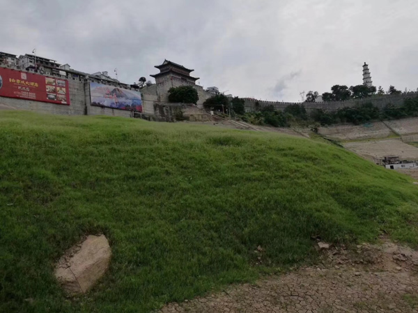 1558707923852444.jpg 狗牙根 (9).jpg