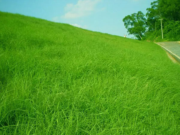 1559783610322189.jpg 百喜草 (4).jpg