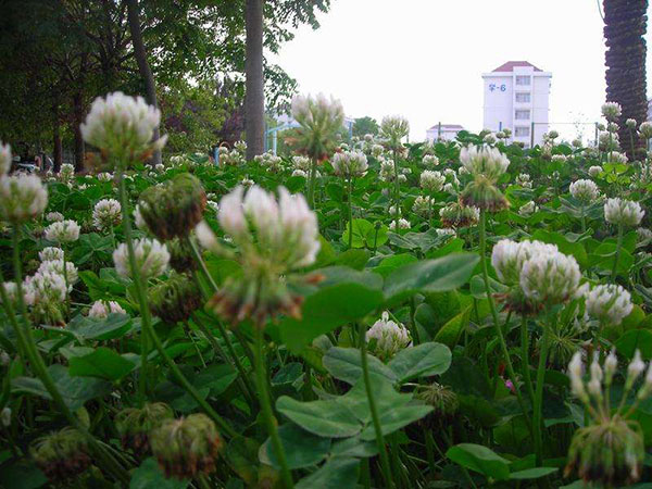 白三葉 (2).jpg