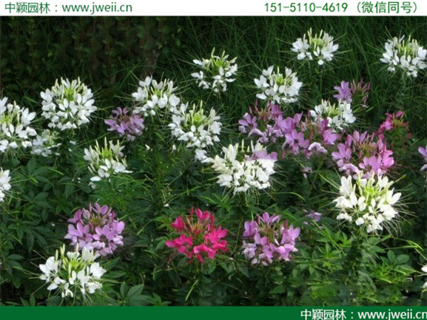 醉蝶花-(9).jpg