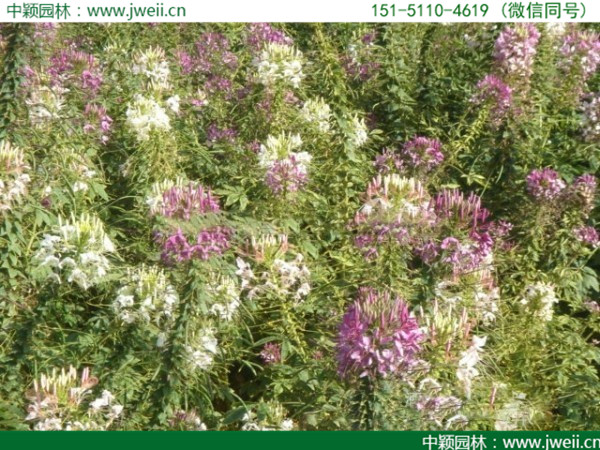 醉蝶花-(8).jpg