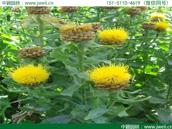 矢車菊-(3).jpg