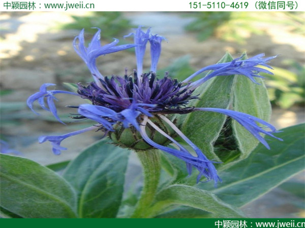 矢車菊-(6).jpg