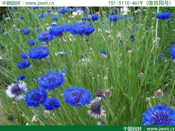 矢車菊-(8).jpg