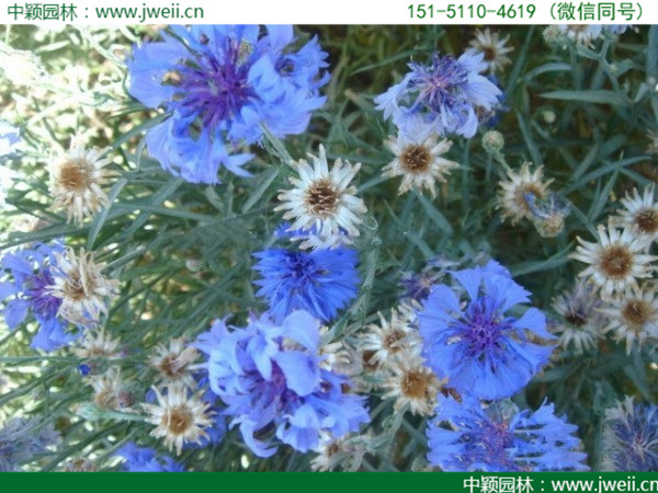 矢車菊-(9).jpg