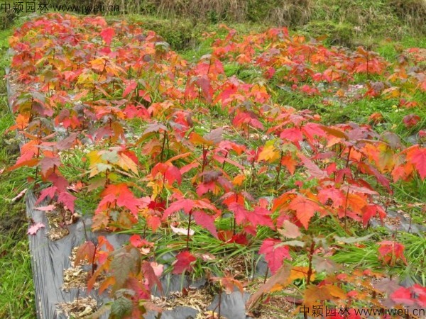 美國紅楓-(5).jpg