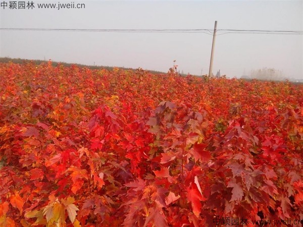 美國紅楓-(6).jpg