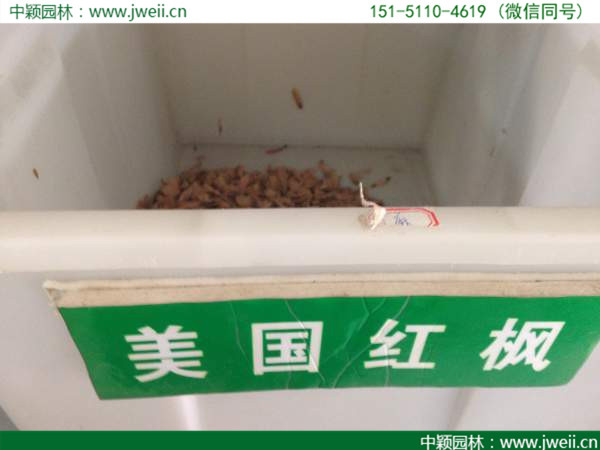 美國紅楓 (2).jpg