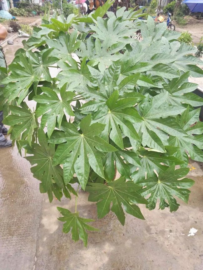 八角金盤 (15).jpg