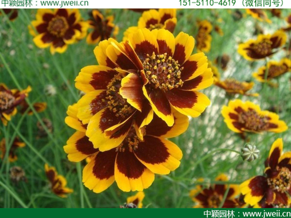 金雞菊-(2).jpg