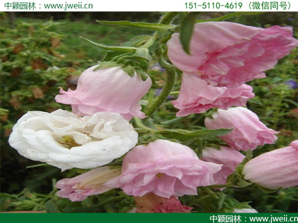 風鈴花.jpg