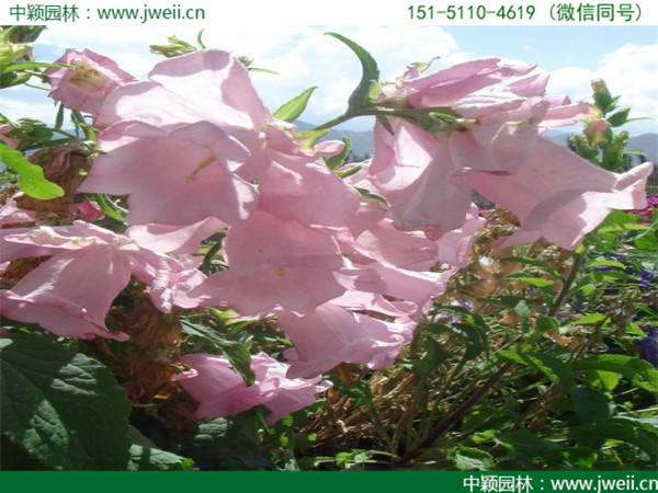 風鈴花-(2).jpg