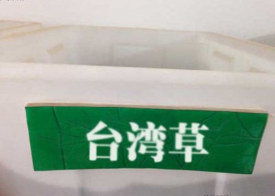 哪里有賣臺灣青草籽？