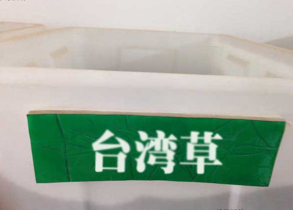 臺灣草1.jpg