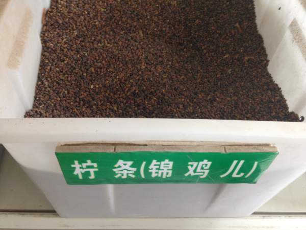 檸條種子1.jpg
