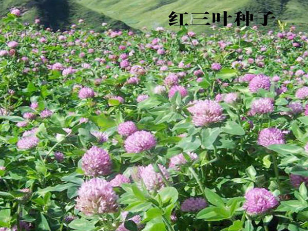 1564922829192054.jpg 紅三葉1.jpg
