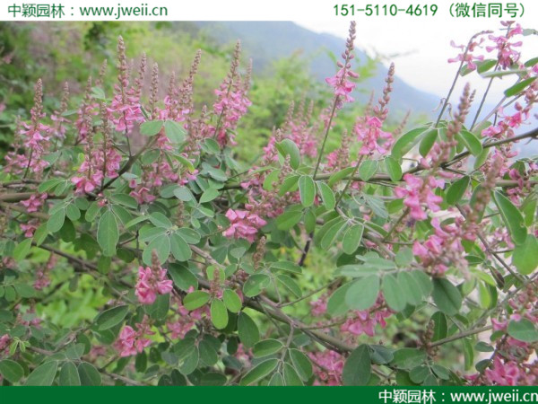 多花木蘭-(2).jpg