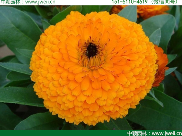 金盞菊-(2).jpg