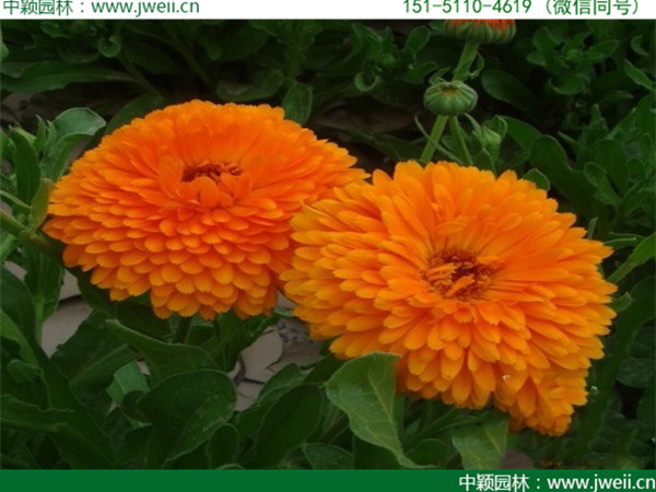 金盞菊-(3).jpg