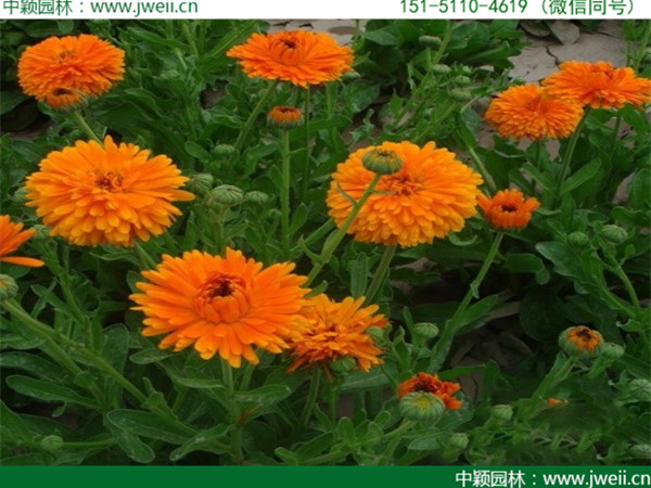 金盞菊-(6).jpg
