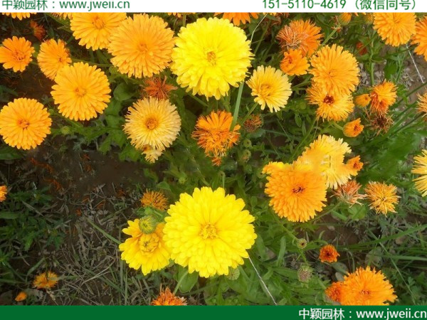 金盞菊-(7).jpg