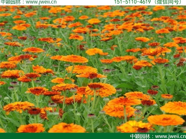 金盞菊-(10).jpg