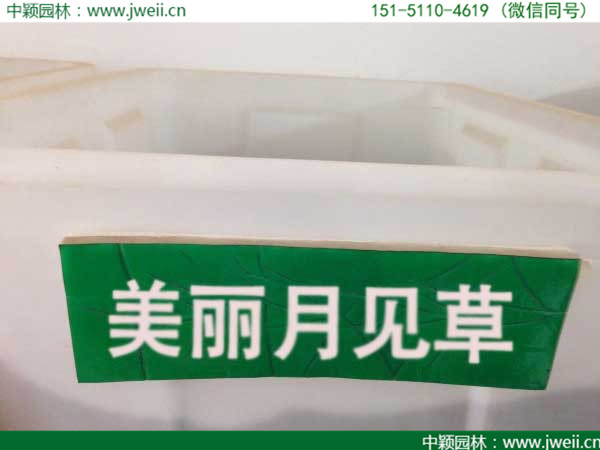 月見草1.jpg