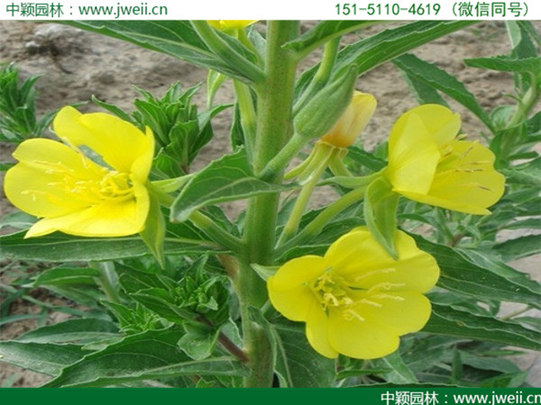 月見草-(5).jpg