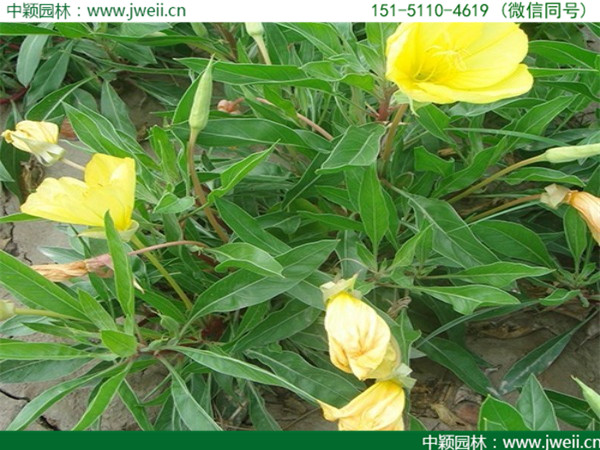 月見草-(6).jpg