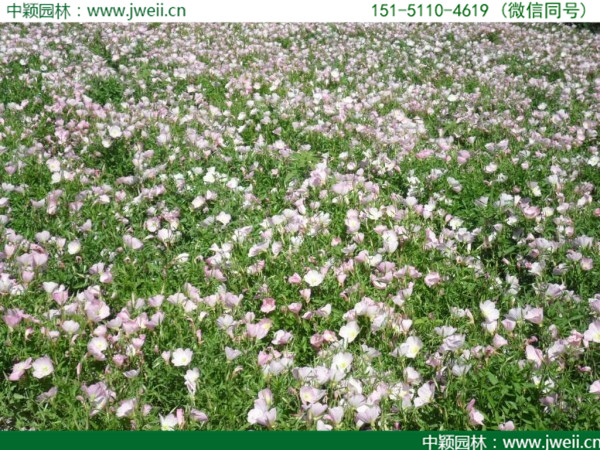 月見草-(10).jpg