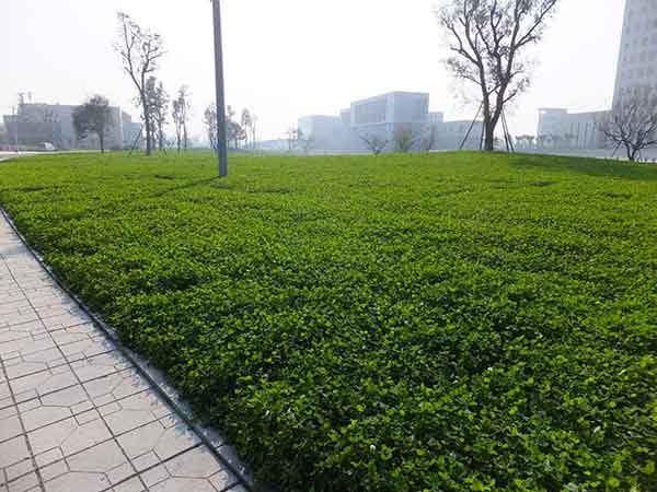 白三葉草13.jpg