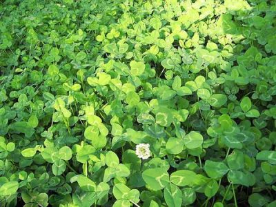 生態護坡種植草種類有哪些？