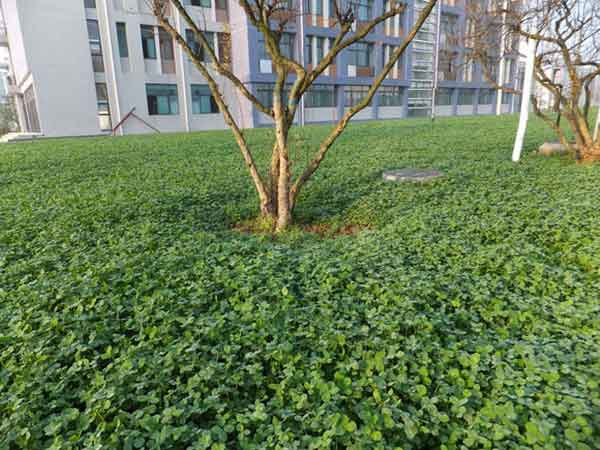 白三葉草11.jpg