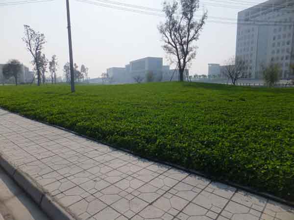 白三葉草14.jpg