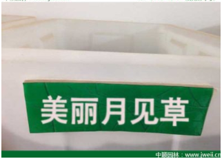 月見草的作用和功效你知道嗎？