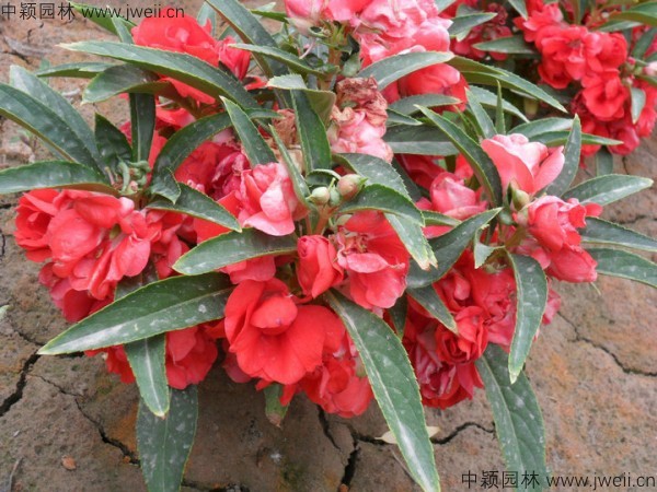鳳仙花-(19).jpg
