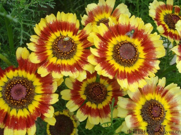 花環菊-(23).jpg