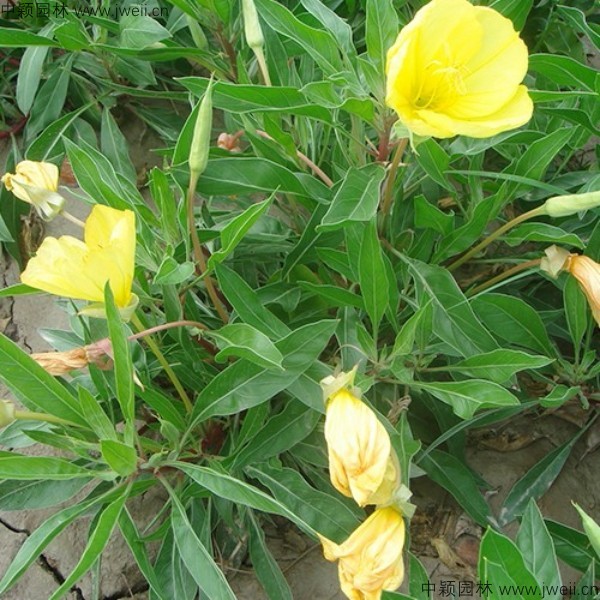 1566540099474647.jpg 月見草-(6).jpg