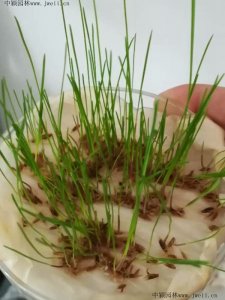 播種草籽需要用沙子嗎?