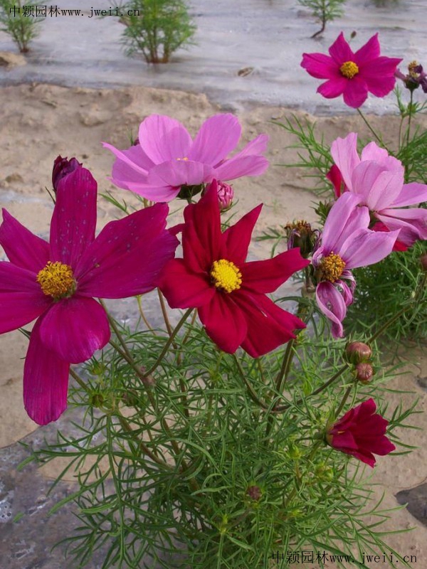 格桑花7.jpg