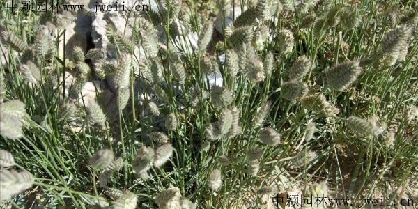 冰草7_副本.jpg