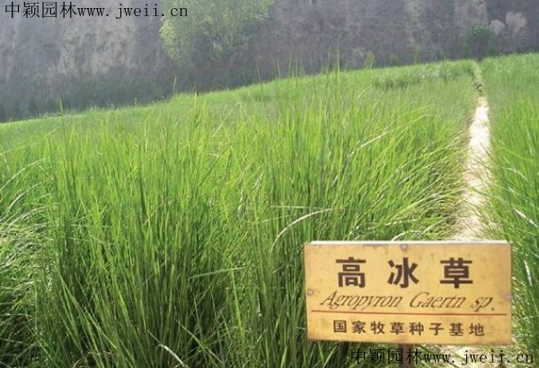 冰草9_副本.jpg