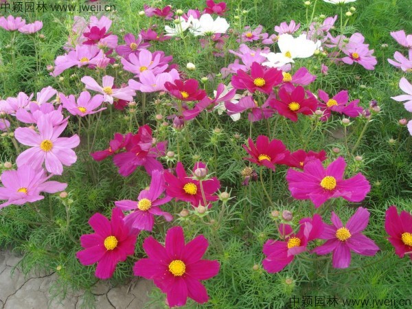 波斯菊-(3).jpg